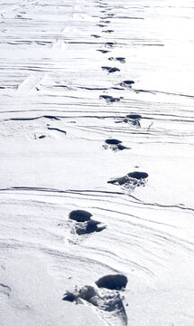 雪地脚印