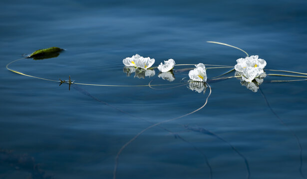 海菜花