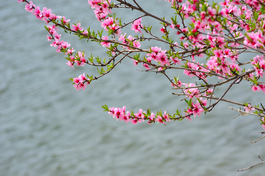 野桃花