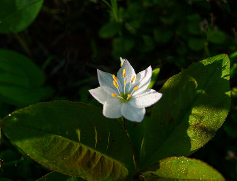 报春花科七瓣莲DSC08490