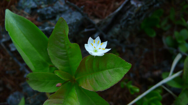 报春花科七瓣莲DSC08490