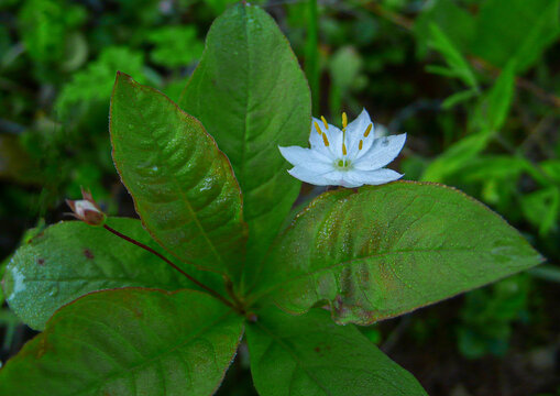 报春花科七瓣莲DSC08490