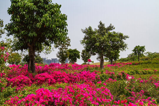 叶子花海