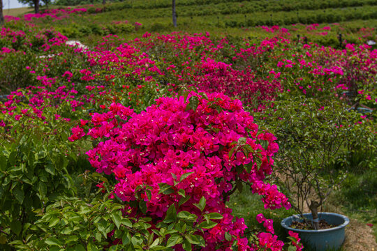 叶子花园叶子花