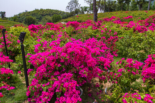 水红叶子花种植园