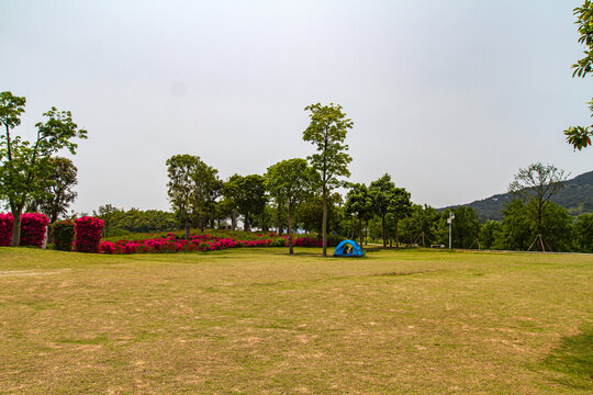 青秀山公园大草坪