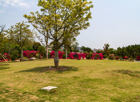 南宁青秀山叶子花园