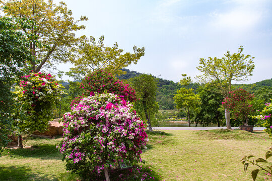 南宁青秀山叶子花