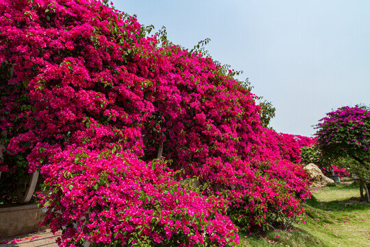 青秀山三角梅花