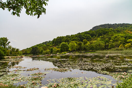 莲池风光