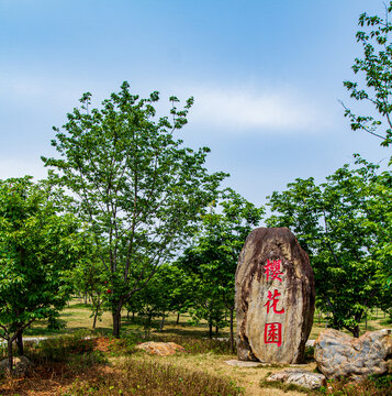 青秀山景区樱花园