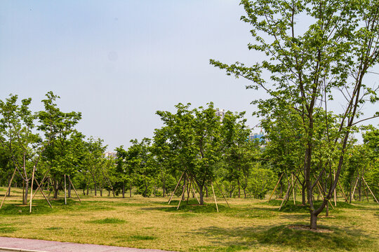 青秀山景区珍贵树种展示园