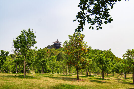 珍贵树种展示园