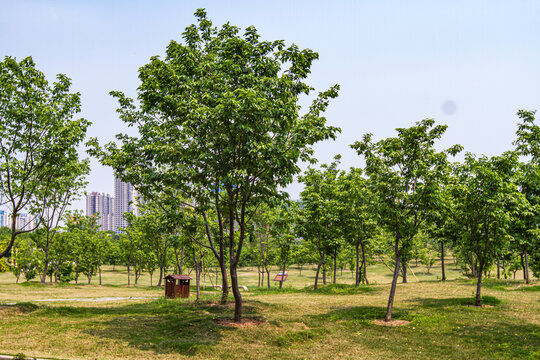 青秀山景区珍贵树种展示园