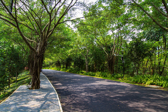 青秀山公园道路