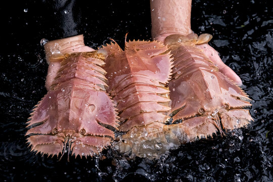 琵琶虾