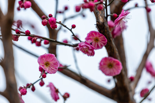 枝头红梅花