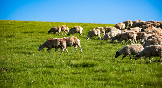 羊群觅食
