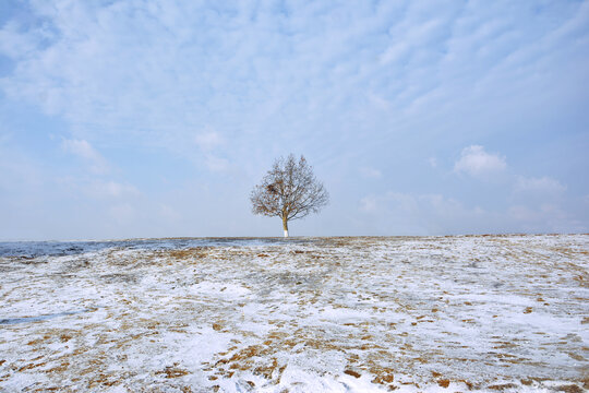 雪地里风景树