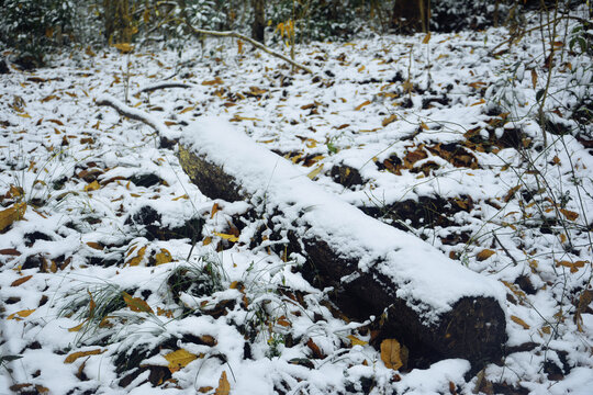 树林地面积雪