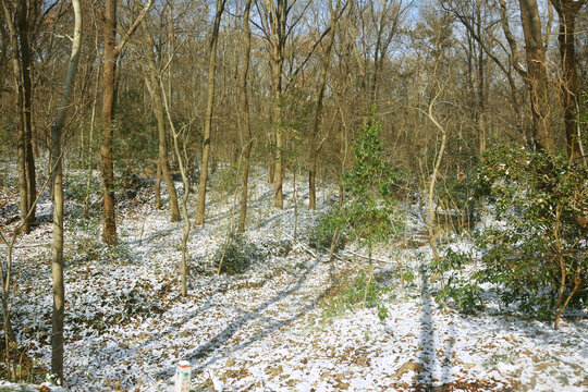 雪后森林