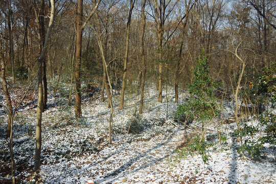 雪后树林