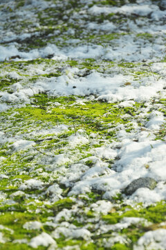 苔藓雪景