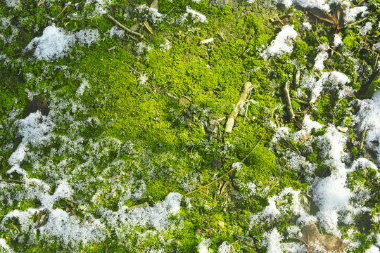 青苔与冰雪