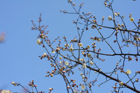 白梅花蓝天背景