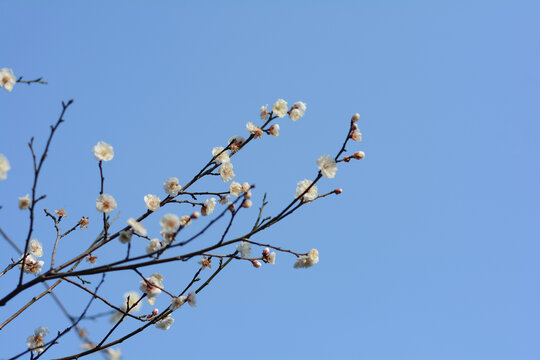 白梅花蓝天背景