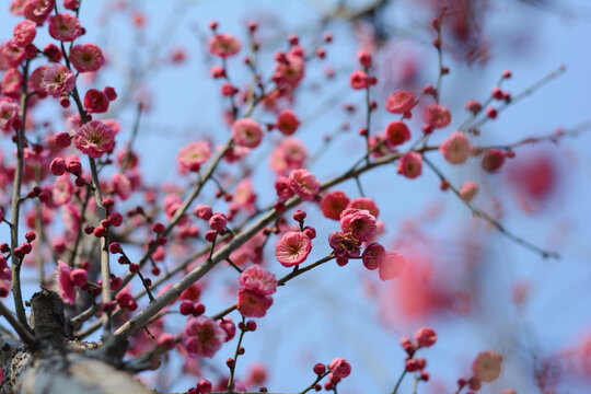 红梅花