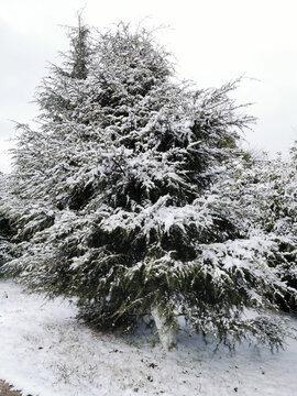 雪中松树