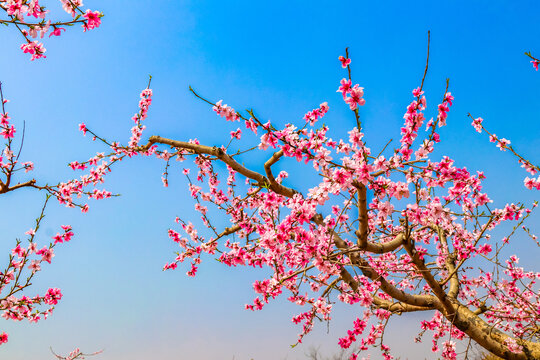 蓝天桃花