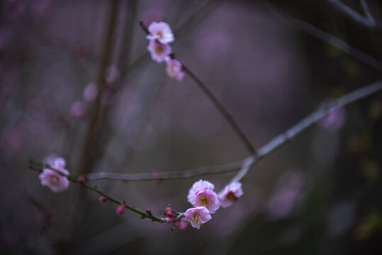 梅花特写