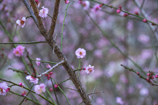 梅花特写