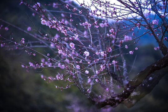 梅花摄影