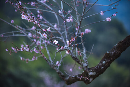 梅花特写