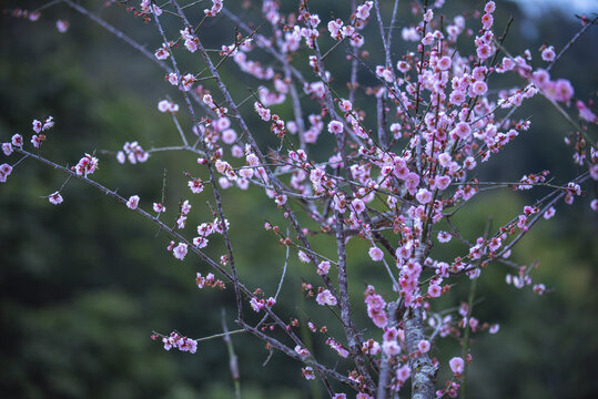 梅花枝头