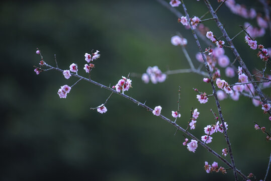 梅花枝头