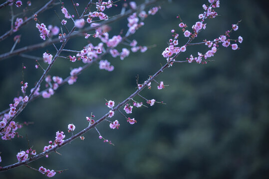 二月梅花开