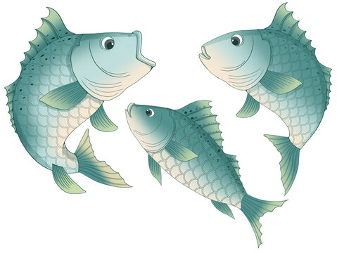 鱸魚手繪插畫