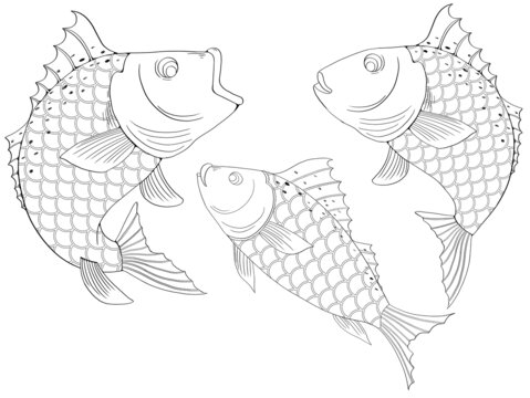 鱸魚線稿手繪插畫
