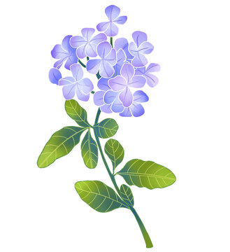 中式國潮花卉插畫