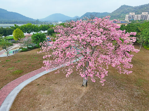 美丽异木棉