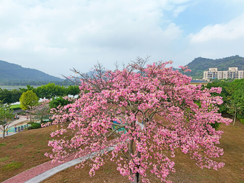 异木棉花