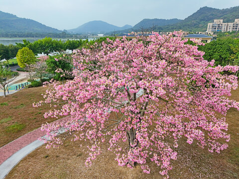 异木棉花