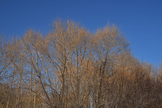 北方冬天的树木