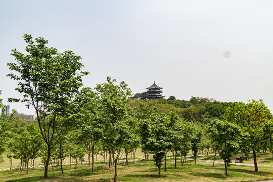 珍贵树种展示园