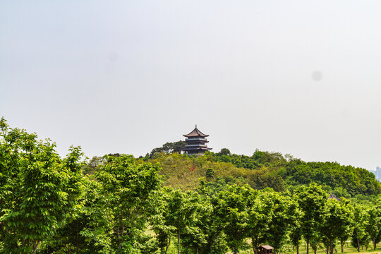 青秀山景区绿林