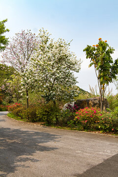 花树